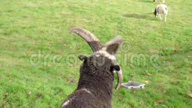 一只苏格兰巴戈特山羊的头照，头背对着相机，背景上还有几只类似的山羊，有点像